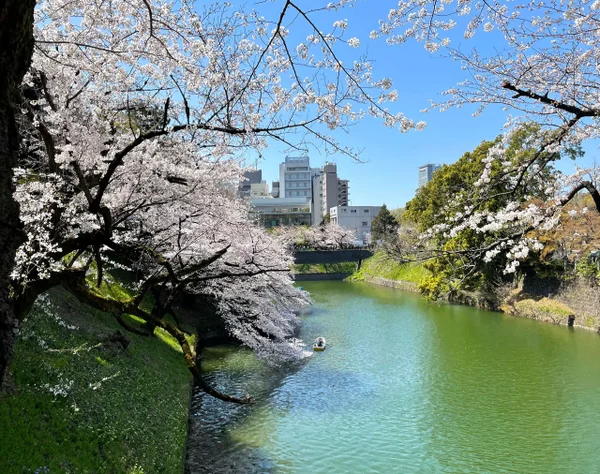 ★3/28 4/1 催行決定★【横浜発】さくら舞う「千鳥ヶ淵」「隅田公園」と名所”豊洲千客万来”1